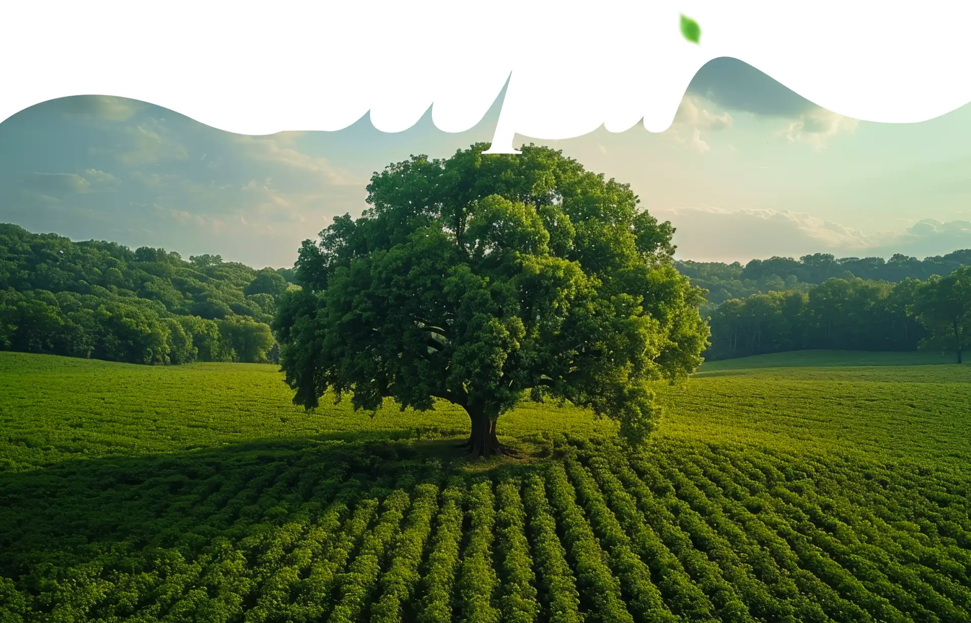 Holy Peepal