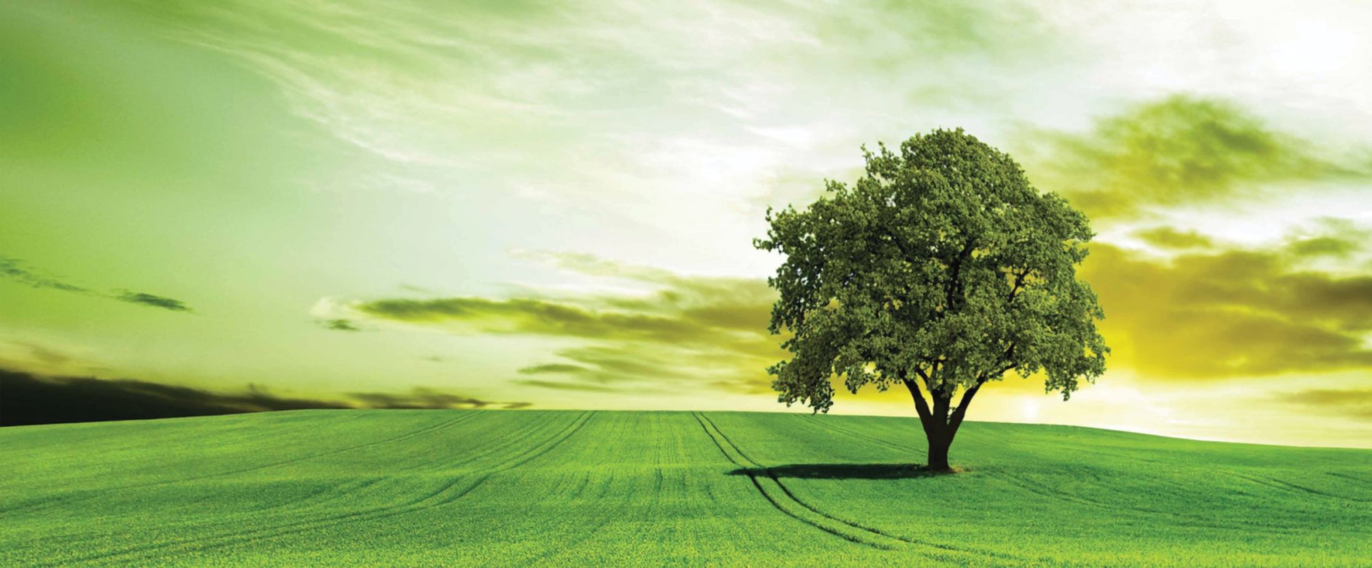 Mega City — Where Nature Meets Development