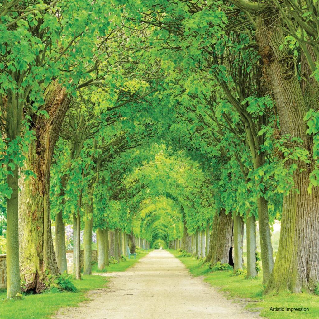 The Nation — Bosque of Trees